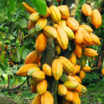 Cocoa-farm-500x500